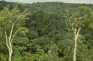 Jungle canopy in Arenal Region of Costa Rica